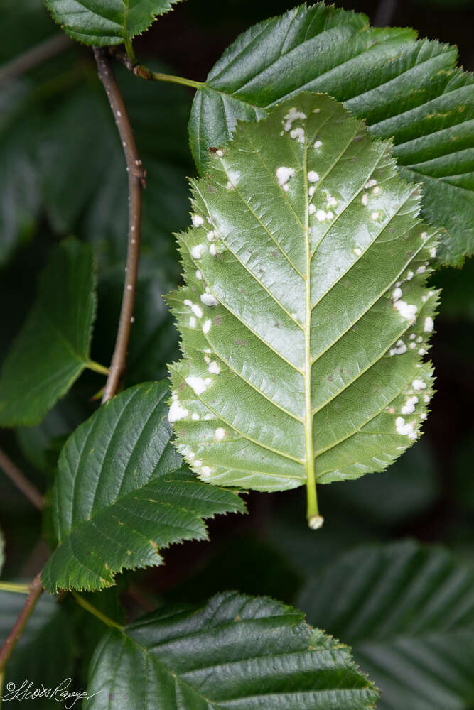 Image of <i>Acalitus brevitarsus</i>