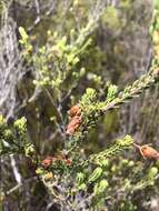 Image of Erica oblongiflora Benth.