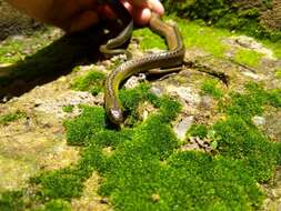 Image of Maryellen's Ground Snake