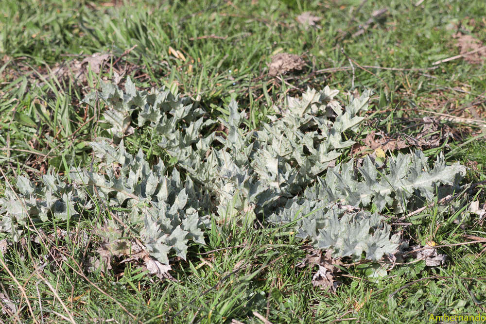 Image of Illyrian cottonthistle