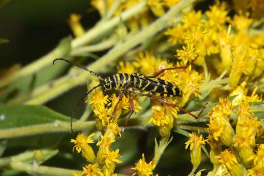 Image of Locust Borer