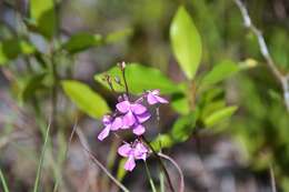 Image of wallflower orchid