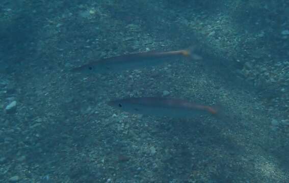 Image of Brown barracuda