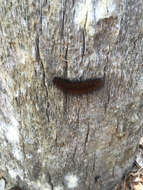 Image of Virginian Tiger Moth