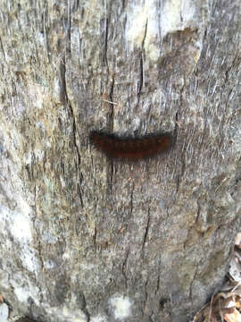 Image of Virginian Tiger Moth