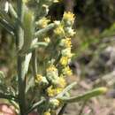 Image of Copperweed