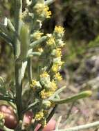 Image of Copperweed