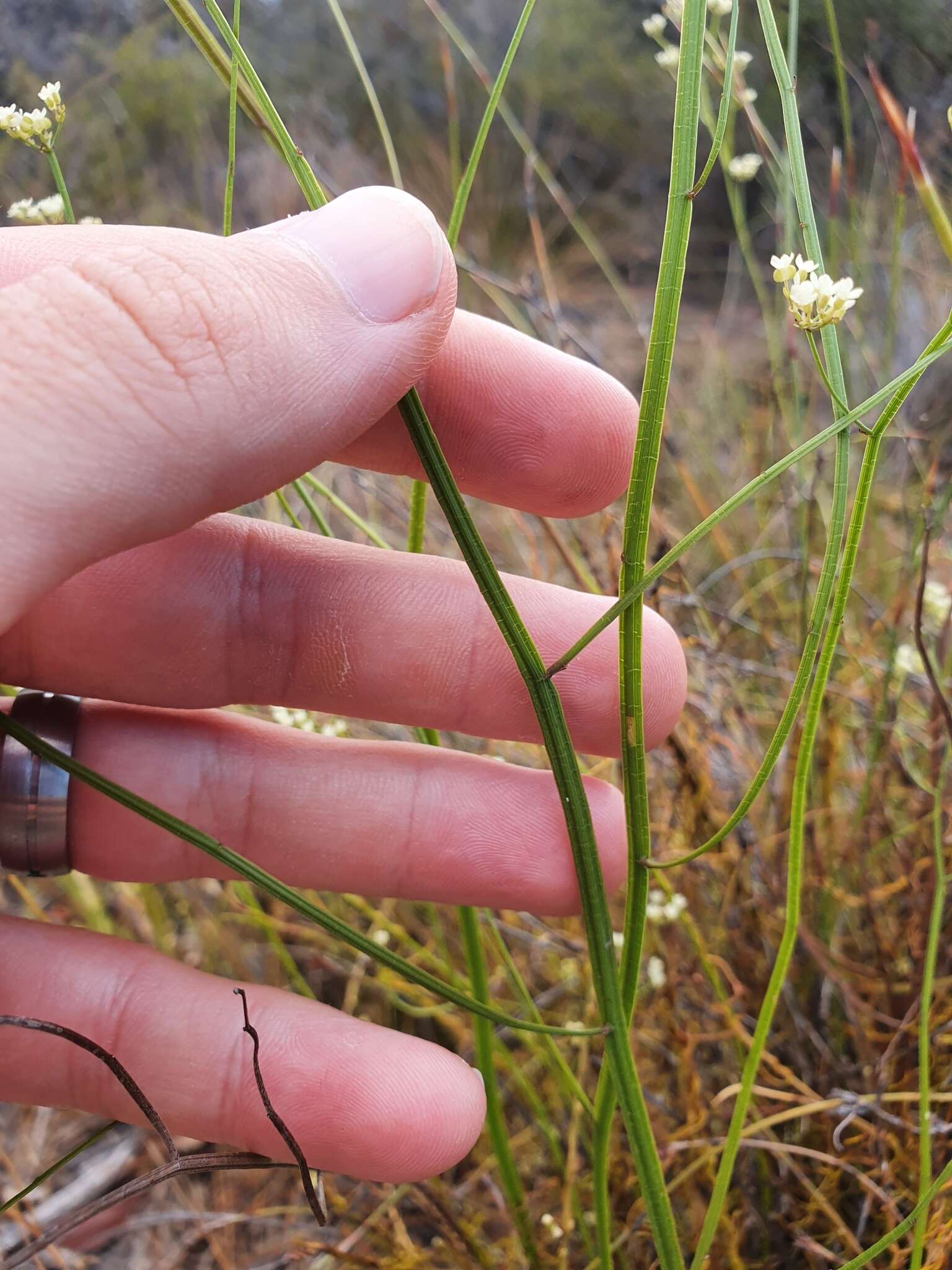 Image of Platysace filiformis (Bunge) C. Norman