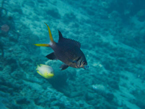 Image of Pale-tail chromis