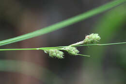 Image of Swan's sedge