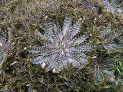 Image of Plantago triandra Bergg.