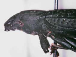 Image of Polypleurus perforatus (Germar 1823)