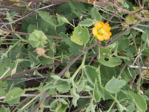 Imagem de Abutilon parvulum A. Gray