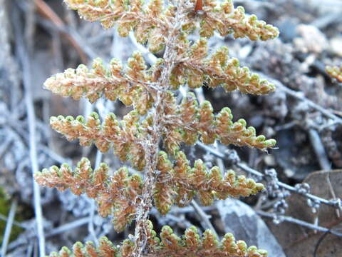 Image of beaded lipfern