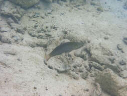 Image of Argus Wrasse