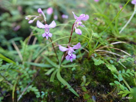 Image of Cynorkis lilacina Ridl.