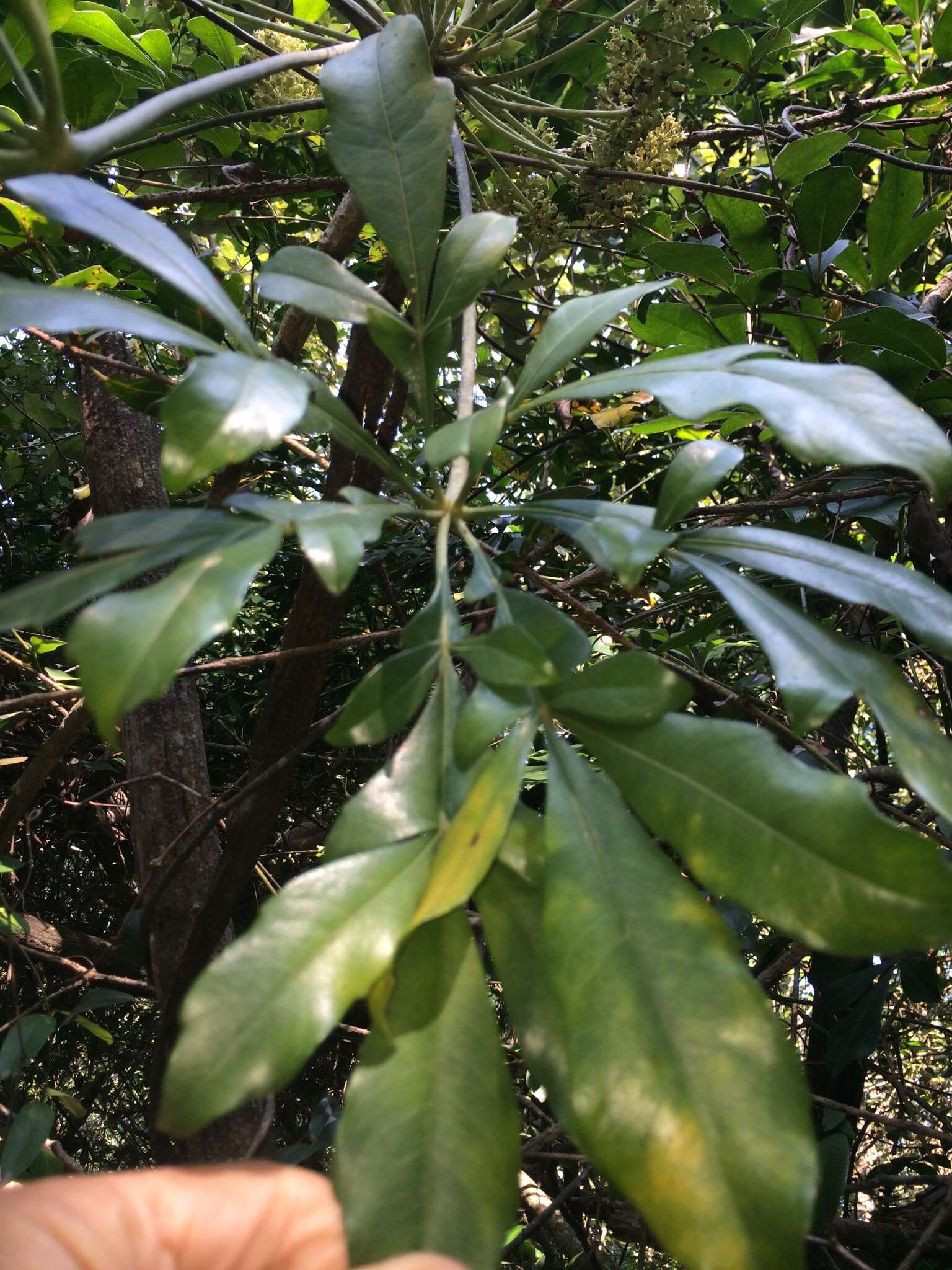 Image of Cussonia zuluensis Strey