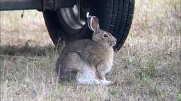 Image of Alaskan Hare