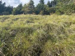 Image de Calamagrostis cainii Hitchc.