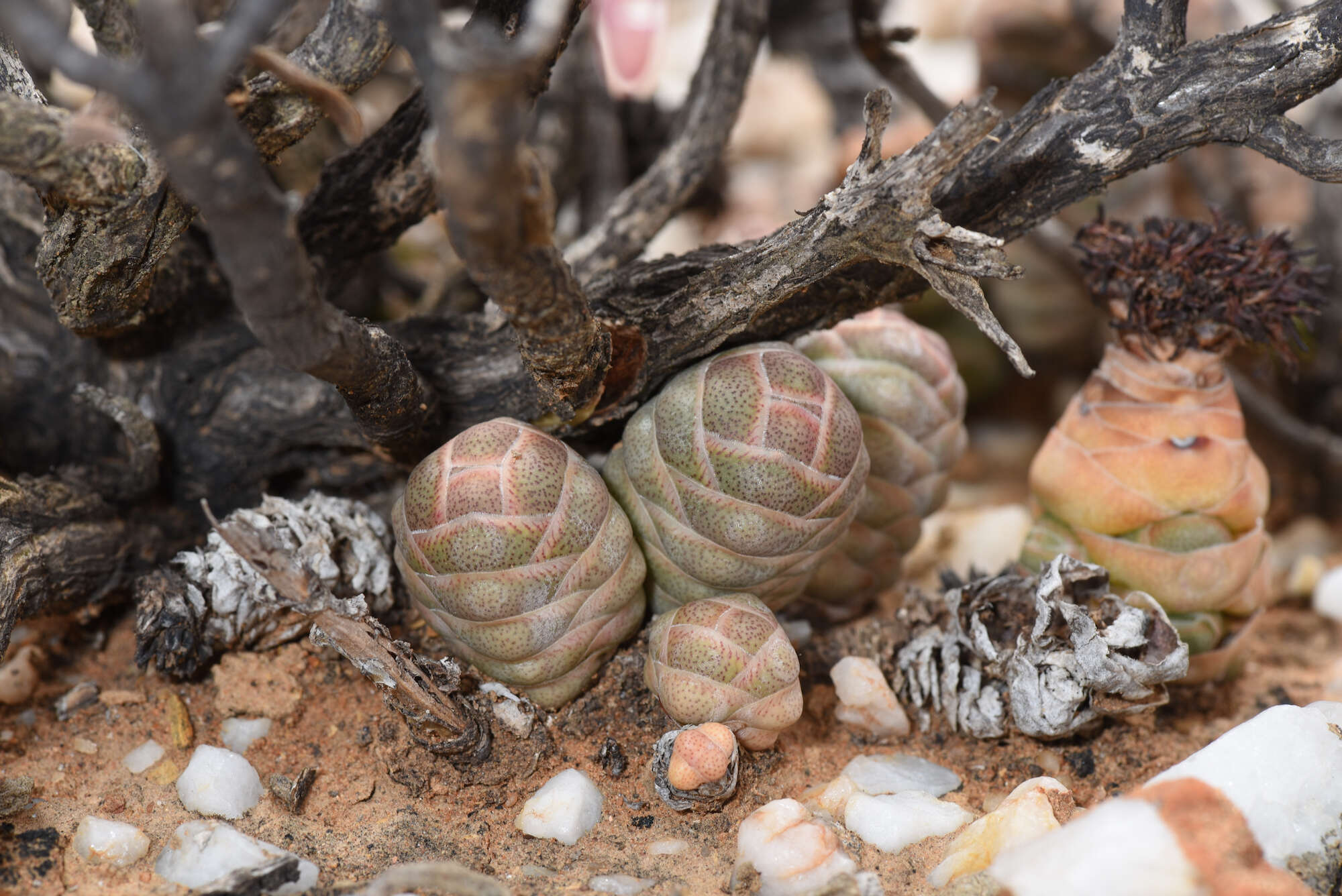 Image of Crassula barklyi N. E. Brown