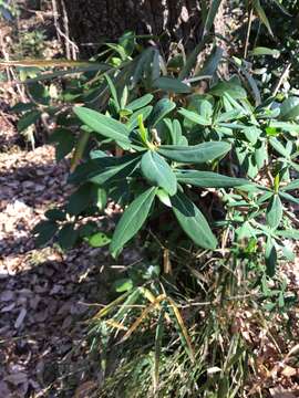 Image of Daphne pseudomezereum A. Gray