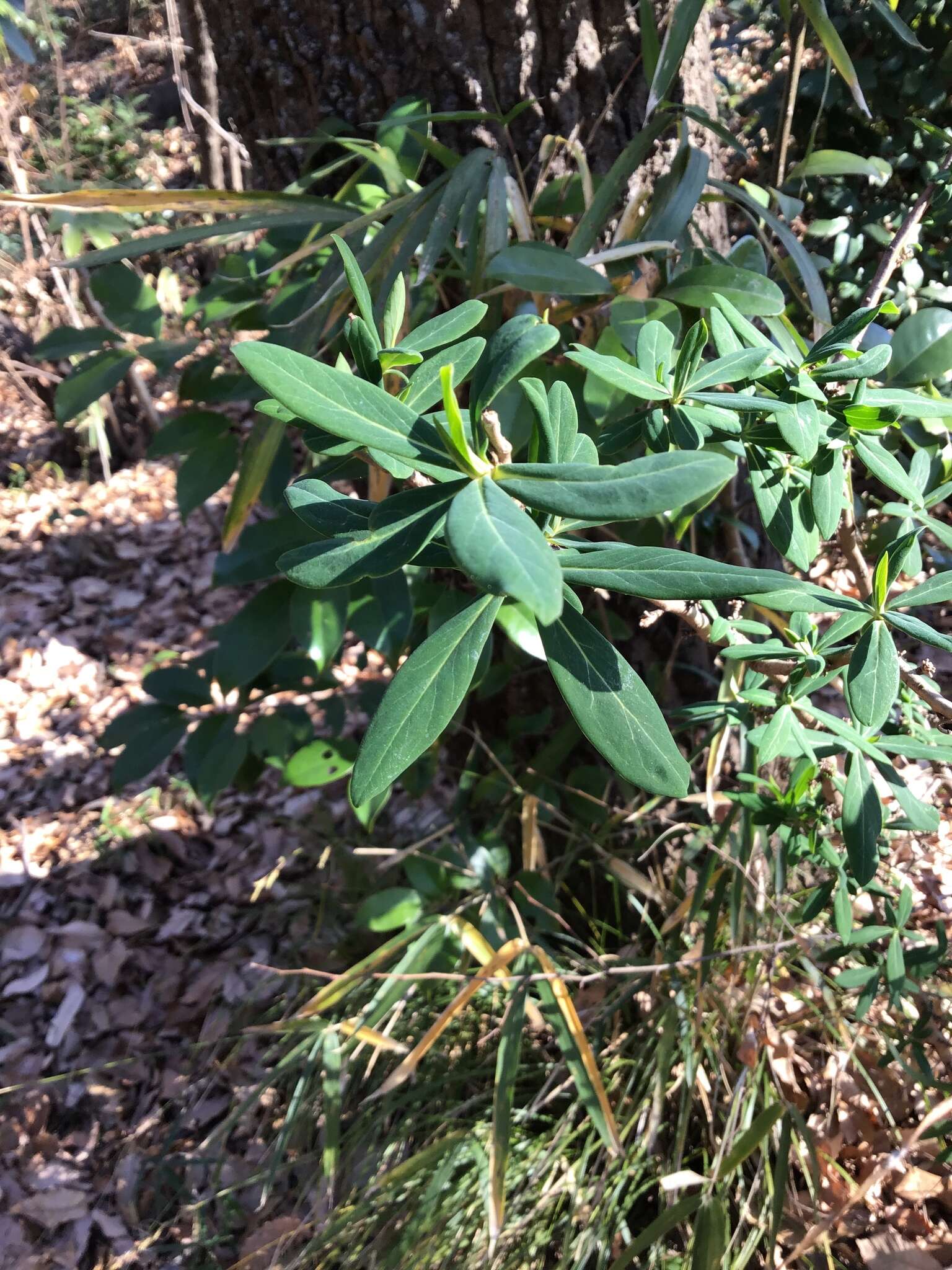 Image of Daphne pseudomezereum A. Gray