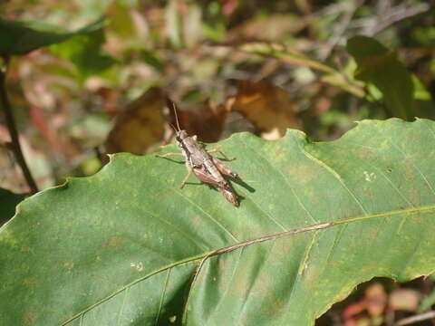 Melanoplus mancus (Smith & L. M. 1868)的圖片