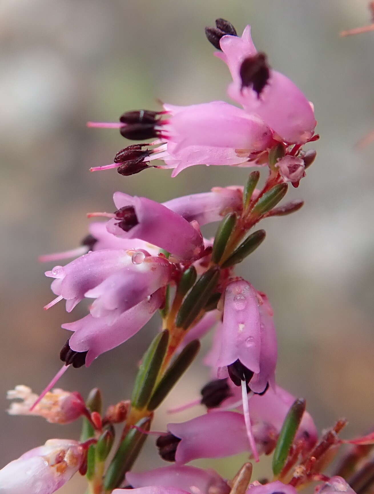 Image of Erica rosacea subsp. rosacea