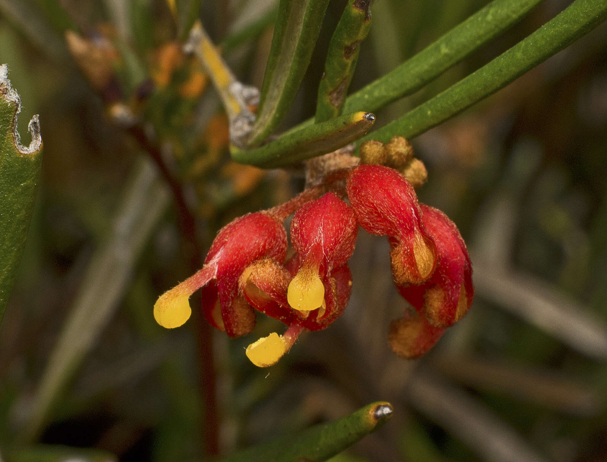 Image of Grevillea fasciculata R. Br.