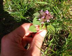 Image of purple archangel