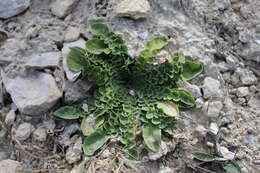 Image of Sonchus novae-zelandiae (Hook. fil.) Benth. & Hook. fil.