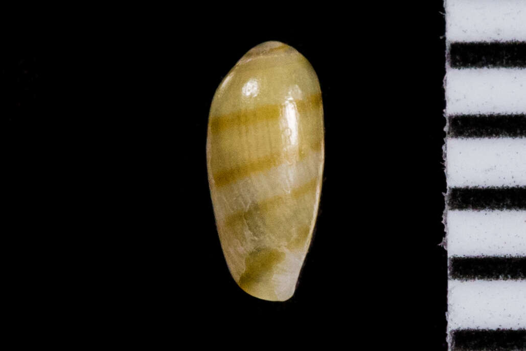 Image of Californian margin shell