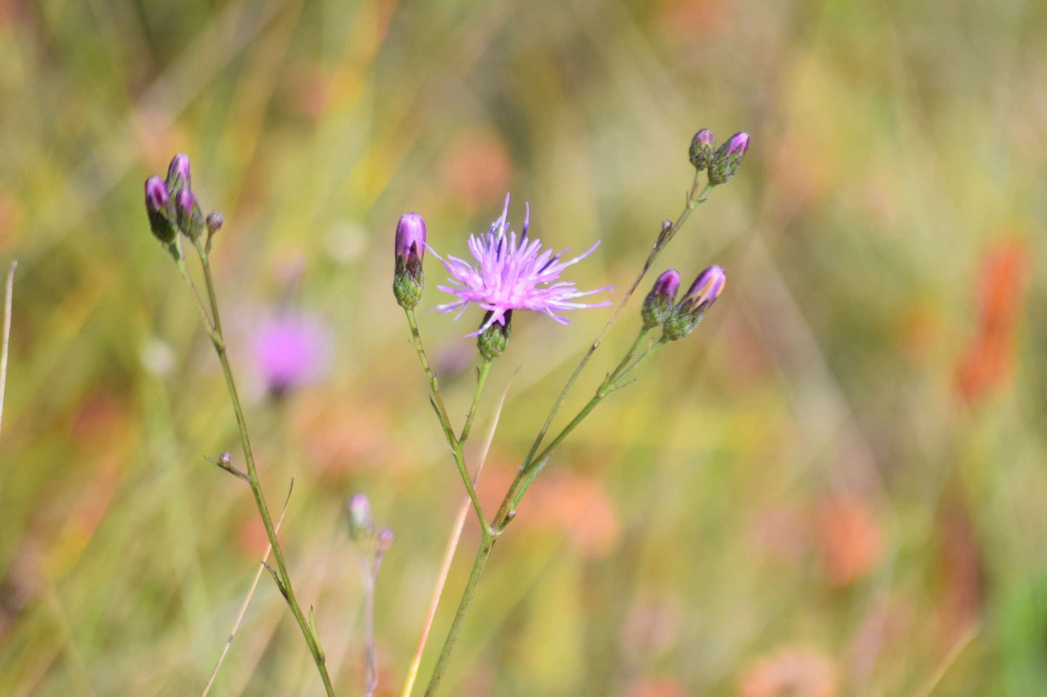 Image de Serratula tinctoria var. seoanei (Willk.) Samp.