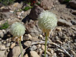 Image of white pasqueflower