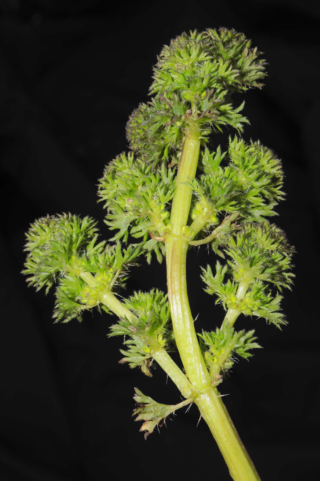 Image of Urtica flabellata Kunth