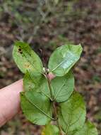 Image de Sageretia minutiflora (Michx.) Trel.