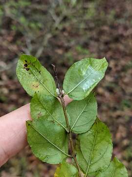 Image of Small-Flower Mock Buckthorn