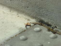 Image of Sonoran Spotted Whiptail