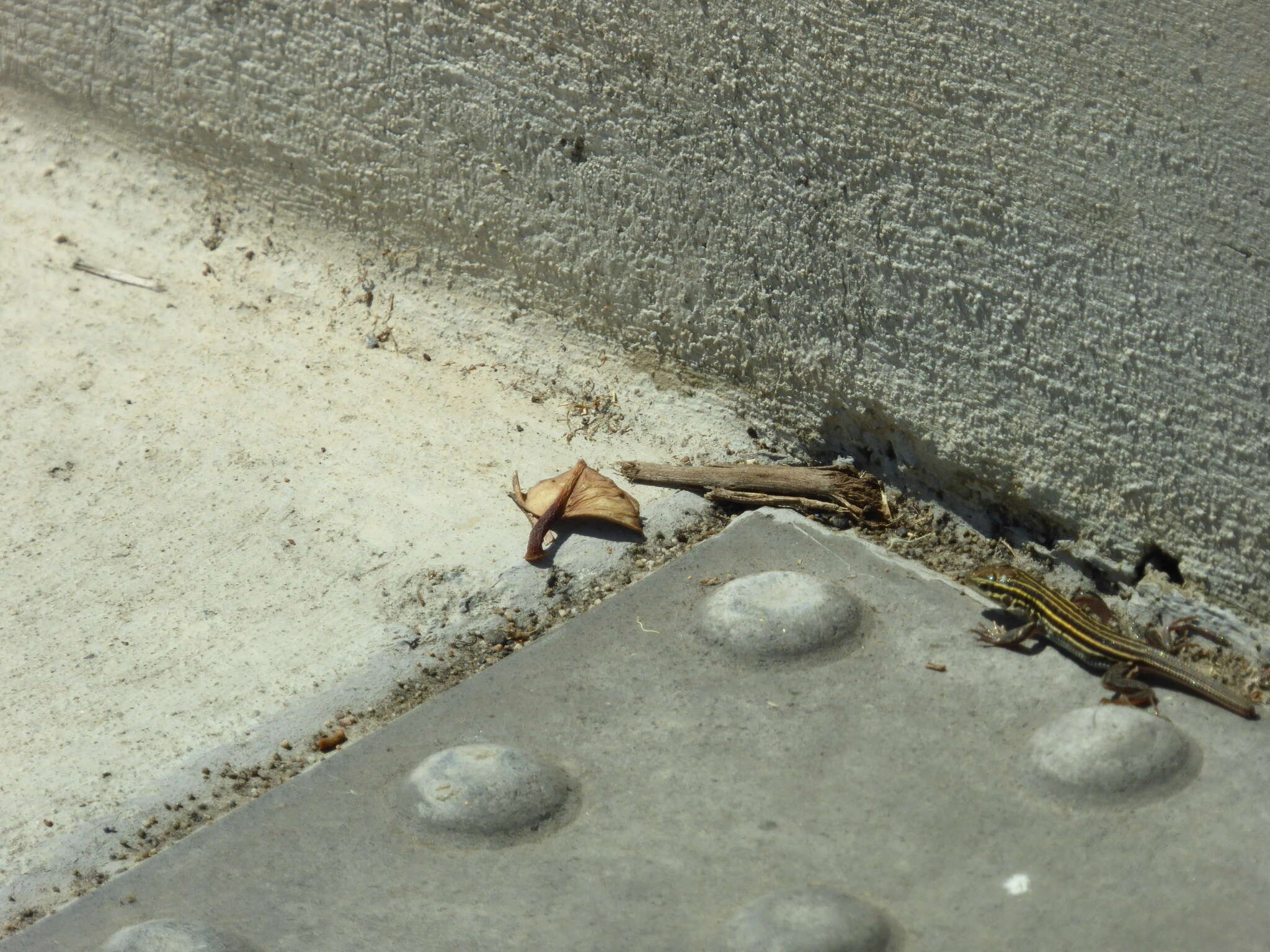 Image of Sonoran Spotted Whiptail