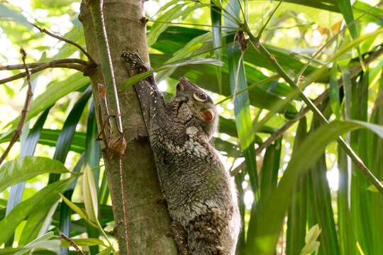 Image of Malayan Flying Lemurs