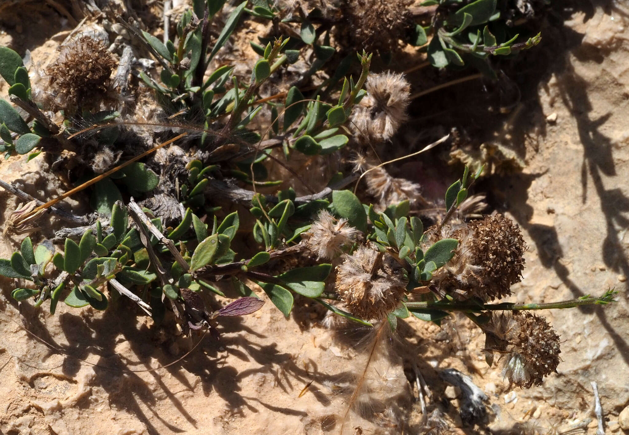 Image of Globularia arabica Jaub. & Sp.