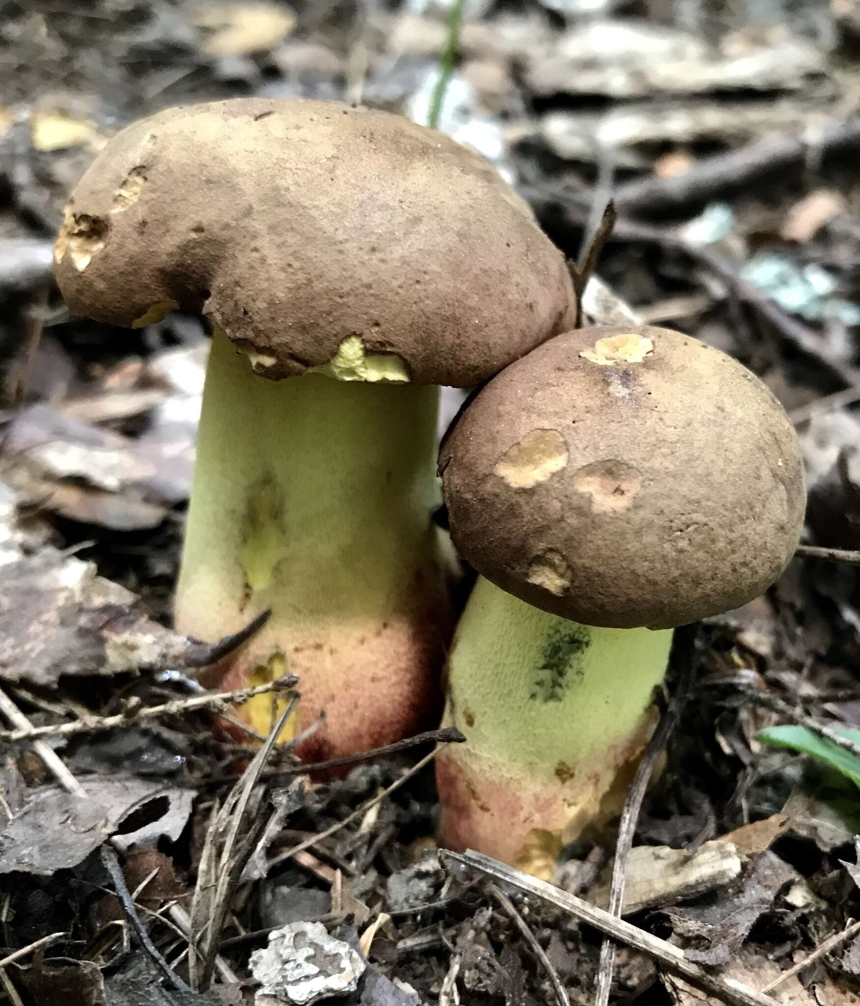 Image de Butyriboletus brunneus (Peck) D. Arora & J. L. Frank 2014