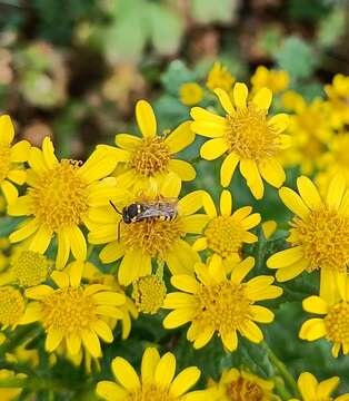 Image of Nomada flavopicta (Kirby 1802)