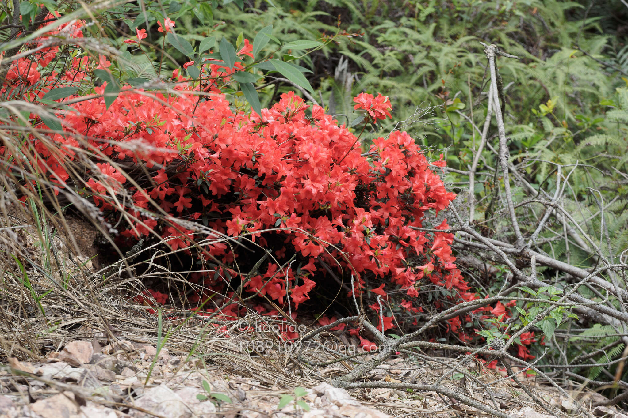 Plancia ëd Rhododendron simsii Planch.