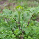 Arisaema angustatum Franch. & Sav.的圖片