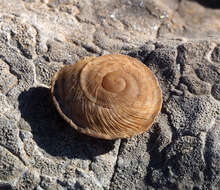 Image de Levantina (Levantina) spiriplana caesareana (Mousson 1854)