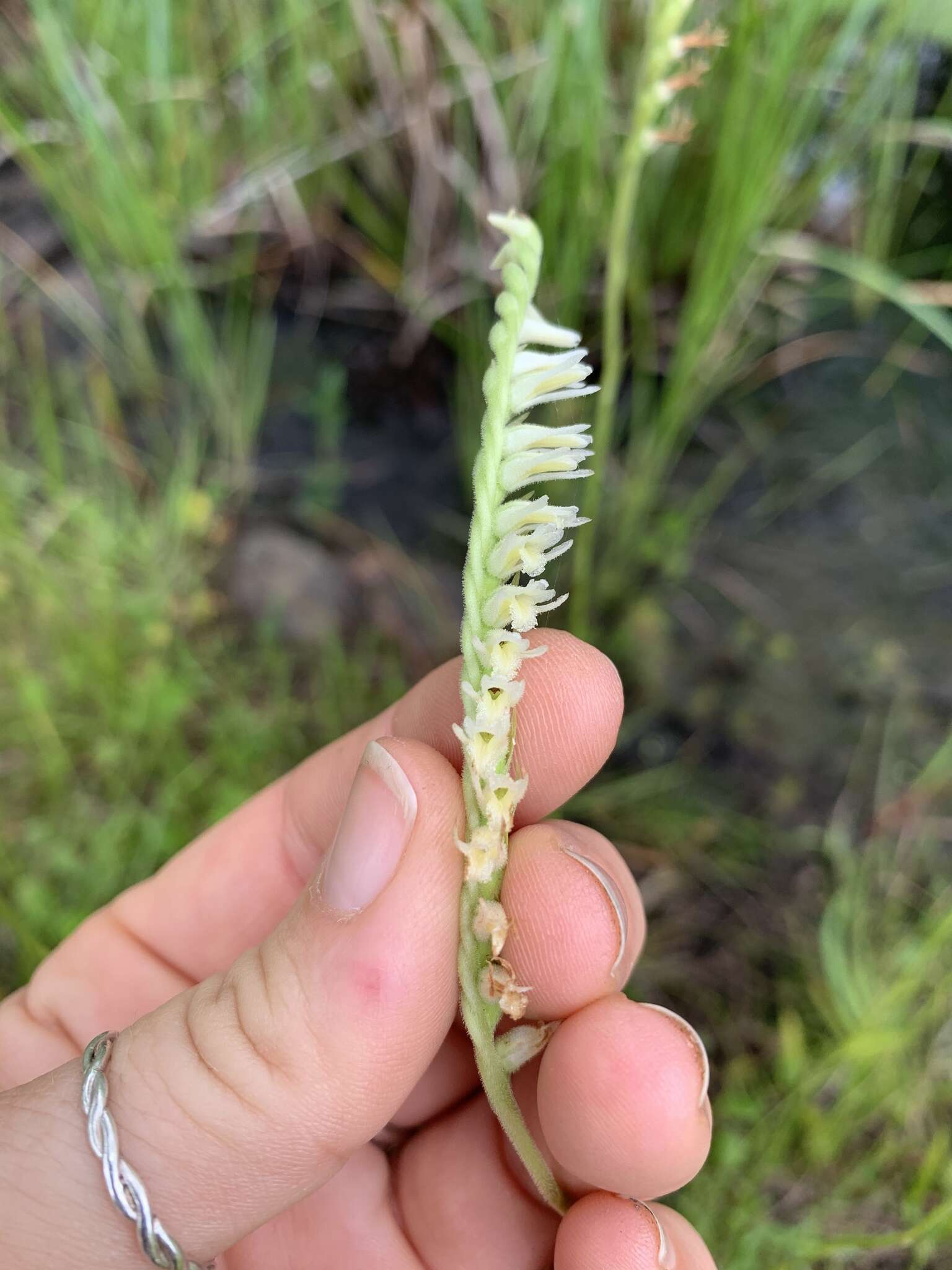 Spiranthes laciniata (Small) Ames resmi