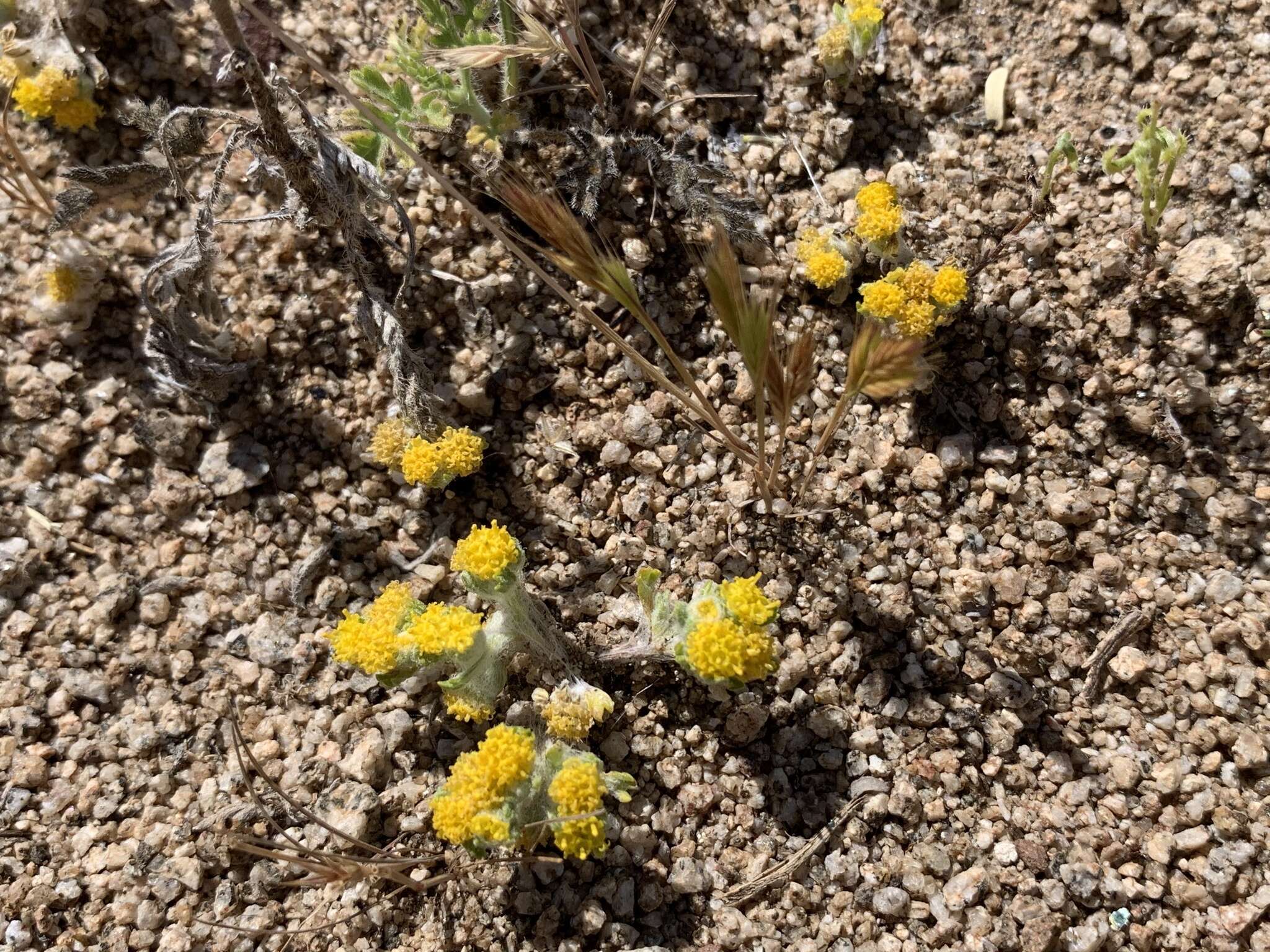 Image of Pringle's woolly sunflower