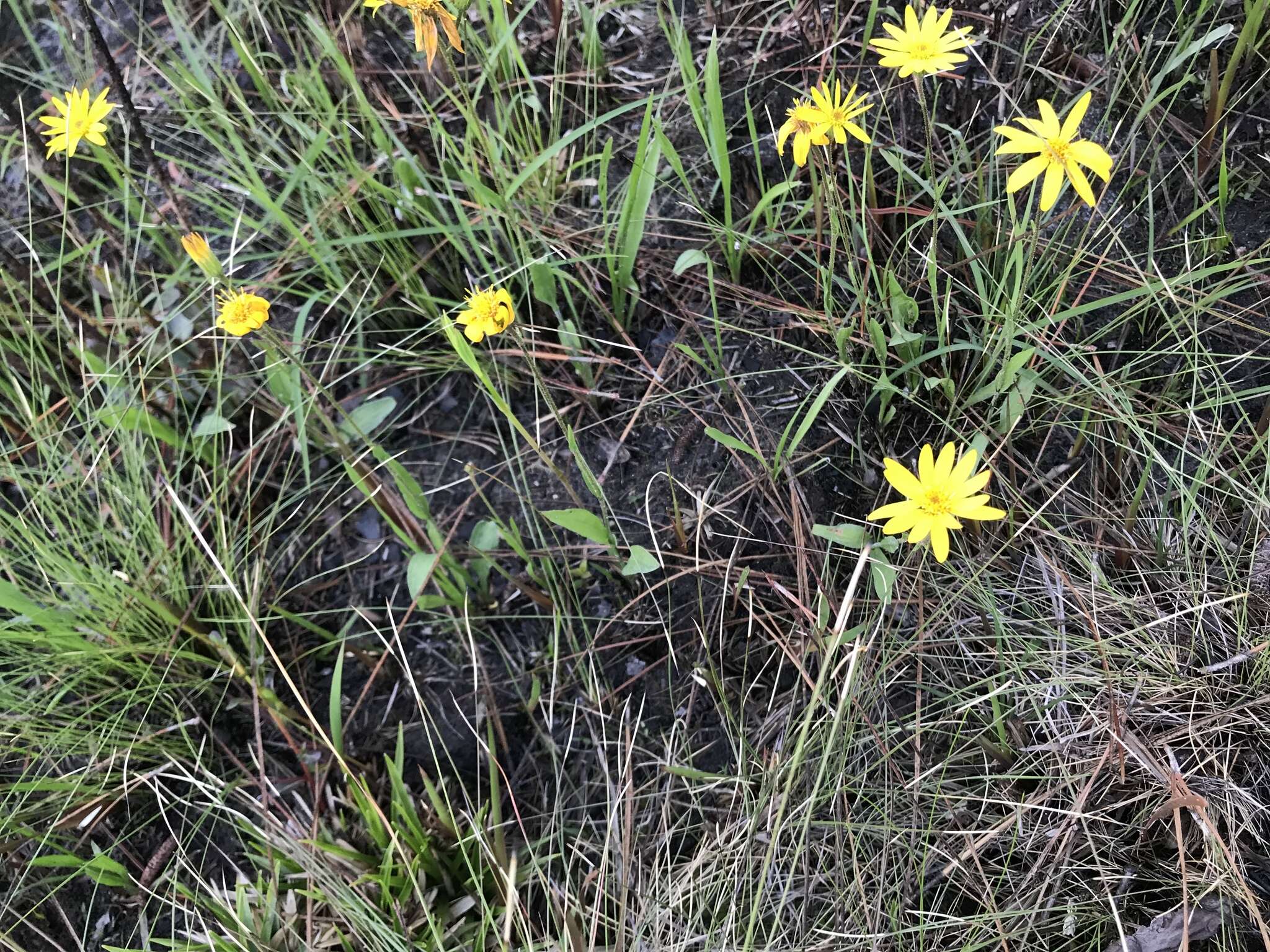 Image of Coastal-Plain Silk-Grass