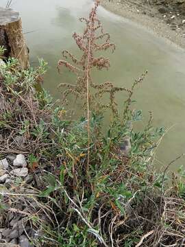 Image of Seriphidium caerulescens subsp. caerulescens